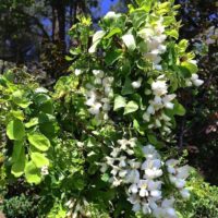 Robinia pseud. 'Twisty Baby'