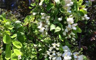 Robinia pseud. 'Twisty Baby'