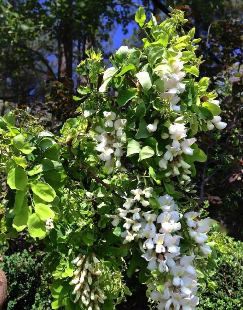 Robinia pseud. 'Twisty Baby' - Obrázek 1