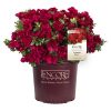 Azalea Encore® 'Autumn Fire' - C3L 25-30 CM