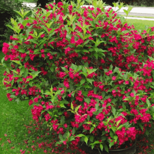 Weigela 'Red Prince' - Obrázek 1