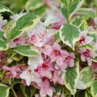 Weigela nana 'Variegata' 30–40 cm