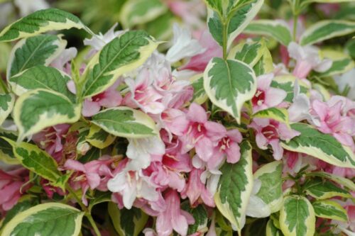 Weigela nana 'Variegata' 30–40 cm - Image 1