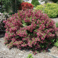 Weigela 'Minuet'