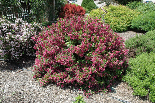 Weigela 'Minuet' - Obrázek 1