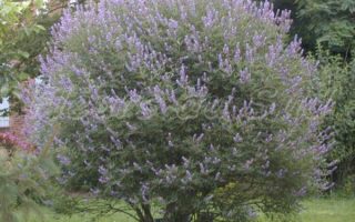 Vitex agnus–castus latifolia 40–50 cm