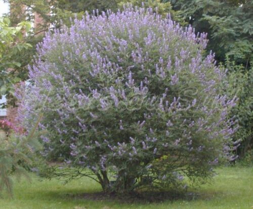 Vitex agnus–castus latifolia 40–50 cm - Obrázek 1