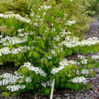 Viburnum plicatum 'Kilimandjaro'® 100–125 cm
