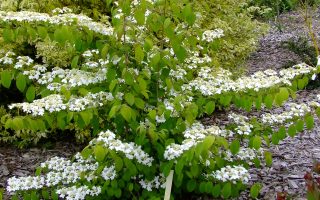 Viburnum plicatum 'Kilimandjaro'® 100–125 cm