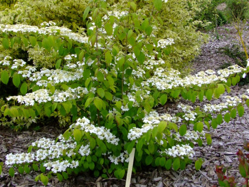 Viburnum plicatum 'Kilimandjaro'® 100–125 cm - Obrázek 1