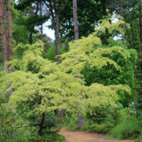 Ulmus parvifolia 'Geisha' 60KM