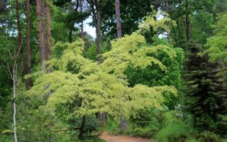 Ulmus parvifolia 'Geisha' 60KM