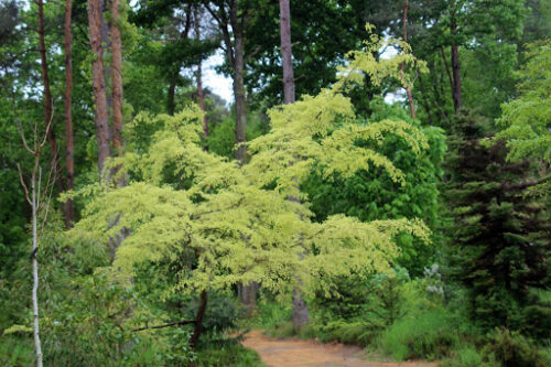 Ulmus parvifolia 'Geisha' 60KM - Obrázek 1