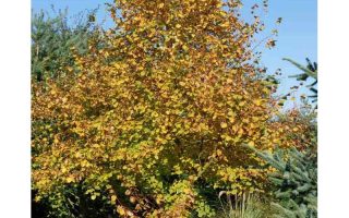 Tilia cordata 'Winter Orange'