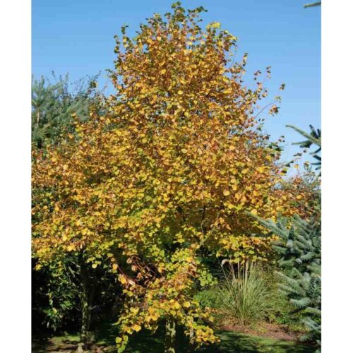 Tilia cordata 'Winter Orange' - Obrázek 1