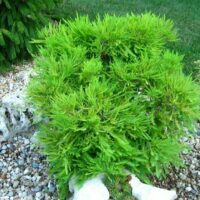 Taxodium distichum 'Cave Hill' 80KM