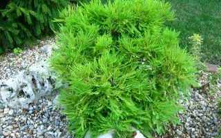 Taxodium distichum 'Cave Hill' 80KM
