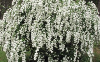 Spiraea vanhouttei