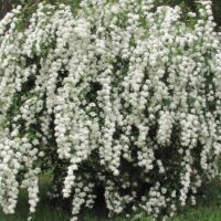 Spiraea vanhouttei