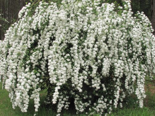 Spiraea vanhouttei - Obrázek 1