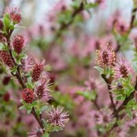 Salix arctica 'Yalta' 120KM