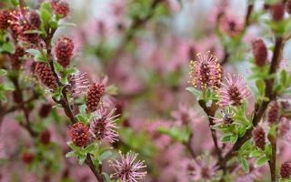 Salix arctica 'Yalta' 120KM