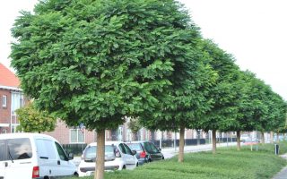 Robinia pseudoacacia 'Umbraculifera'