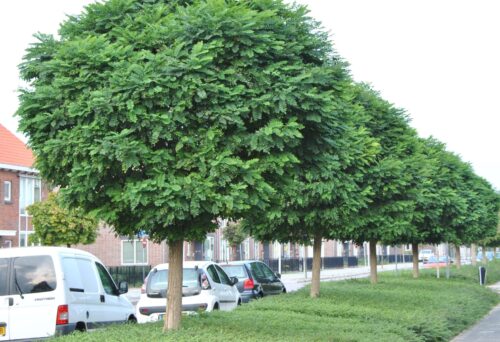Robinia pseudoacacia 'Umbraculifera' - Image 1