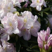 RHODODENDRON 'Gomer Waterer' 30–40 cm