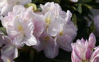 RHODODENDRON 'Gomer Waterer' 30–40 cm