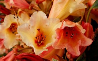 Rhododendron (T) 'Jingle Bells' 30-40 cm