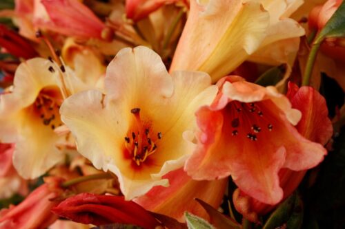 Rhododendron (T) 'Jingle Bells' 30-40 cm - Obrázek 1
