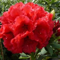 Rhododendron (T) 'Red Jack' 30–40 cm