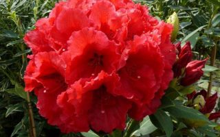 Rhododendron (T) 'Red Jack' 30–40 cm