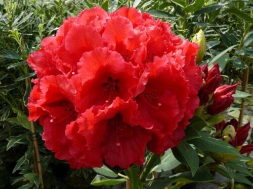 Rhododendron (T) 'Red Jack' 30–40 cm - Obrázek 1