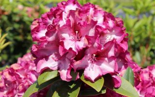 Rhododendron (T) ´Midnight Mystique' 30–40 cm roub pur
