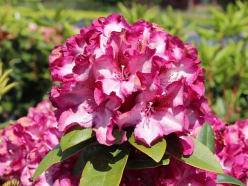 Rhododendron (T) ´Midnight Mystique' 30–40 cm roub pur - Obrázek 1