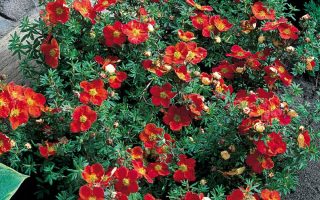 Potentilla fruticosa 'Red Ace'