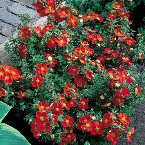 Potentilla fruticosa 'Red Ace' - Obrázek 1