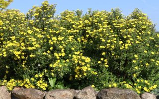 Potentilla frut. 'Goldtepich' 20–30 cm