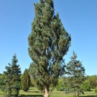 Pinus sylvestris 'Fastigiata' 80–100 cm