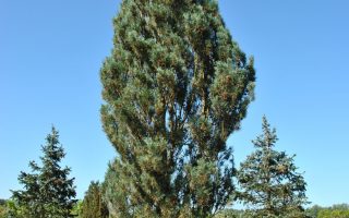 Pinus sylvestris 'Fastigiata' 80–100 cm