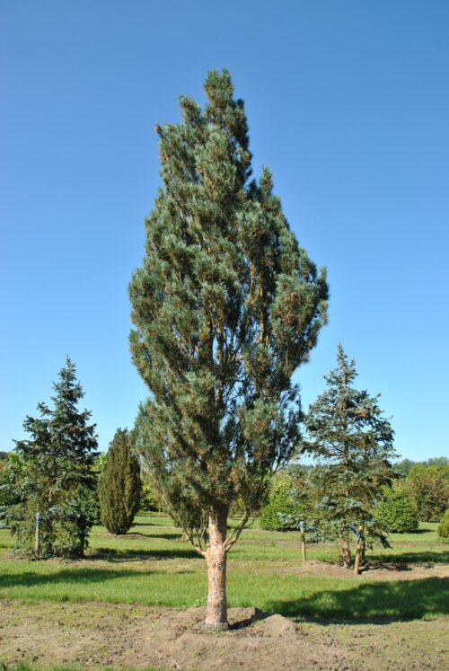 Pinus sylvestris 'Fastigiata' 80–100 cm - Obrázek 1