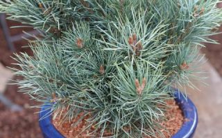 Pinus sylvestris 'Argentea Compacta'