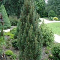 Pinus nigra 'Richard' 20–30 cm
