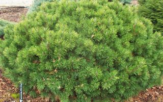 Pinus mugo 'mugo' 20–30 cm