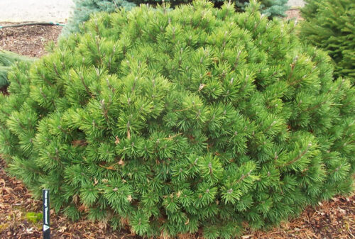Pinus mugo 'mugo' 20–30 cm - Obrázek 1
