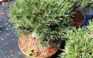 Pinus mugo 'Little Lady' 20–30 cm