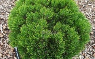 Pinus mugo 'Allgäu' 40KM