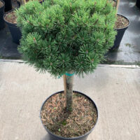 Pinus mugo 'Benjamin' 60KM